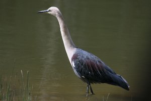 White Necked Heron