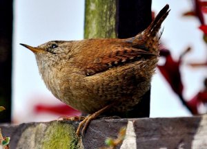 Wren