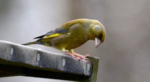 Greenfinch