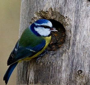 Blue Tit