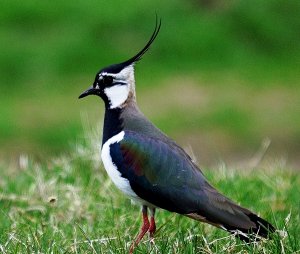 Lapwing