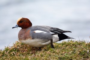 Wigeon