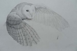 Barn Owl