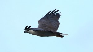 White Bellied Sea Eagle