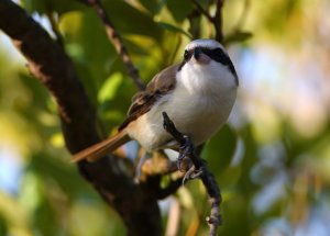 Brown Shrike