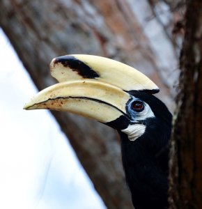 Oriental Pied Hornbill