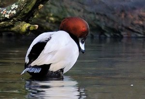 Pochard