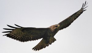 Buzzard