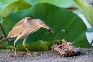 Yellow Bittern