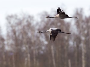 Common Cranes