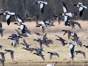 Mallards and Shelducks