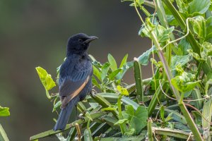 Tristram's Starling