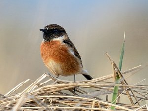 Stonechat86