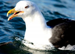 Great Black Backed Gull