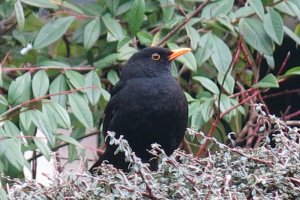 Male Blackbird