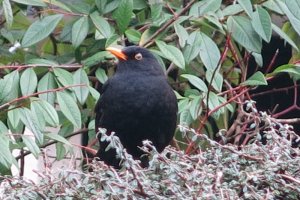 Male Blackbird