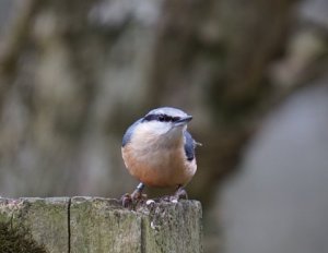 Nuthatch