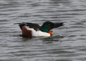 Male Shoveler