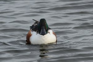 Male Shoveler