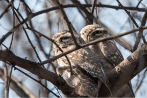 Owls - Standing Guard