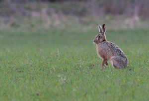 Brown Hare