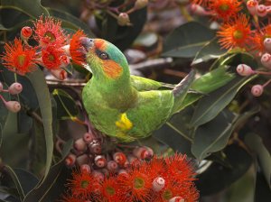 Plant More Flowering Gums