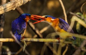 Malachite Kingfisher