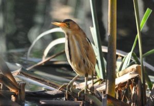 Little Bittern