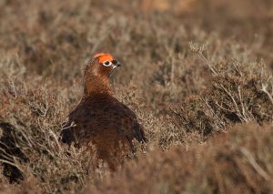 Cock Red Grouse