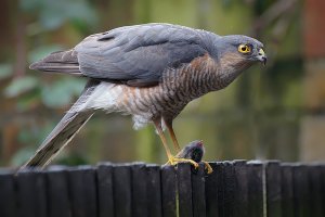 Sparrowhawk with Mouse - (from yesterday)