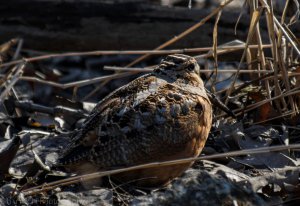 American Woodcock