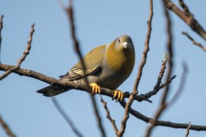 Yellow Footed Green Pigeon