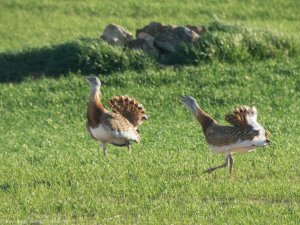 Great bustards