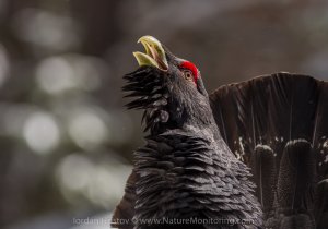 Capercaillie workshop