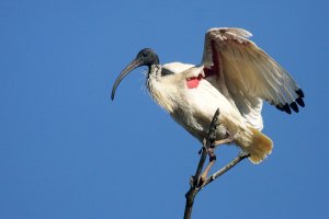 Australian White Ibis