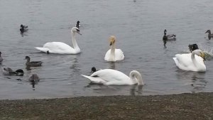 Whooper Swans