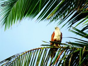 Brahminy Kite