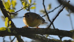 Goldcrest