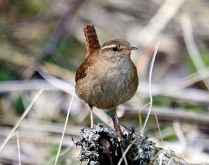 Wren