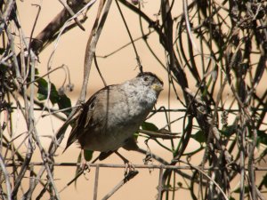 The goose-necked sparrow 1