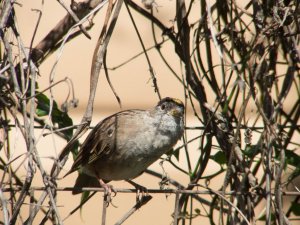 The goose-necked sparrow 2