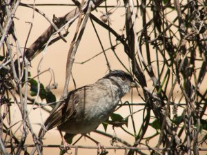 The goose-necked sparrow 3