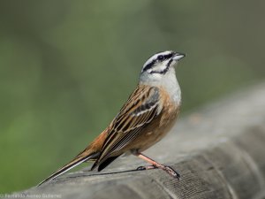 Rock bunting