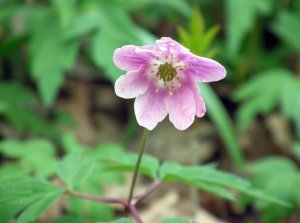 Wood Anemone - Pink Variant