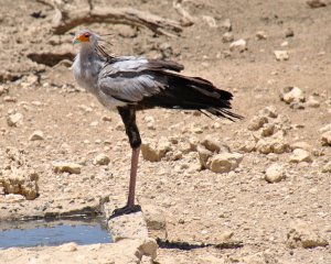 Secretary bird