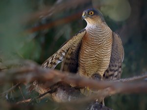 Sparrowhawk mantling a Mouse