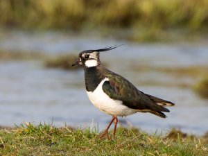 Northern Lapwing