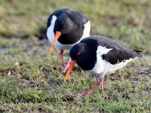 Oystercatchers