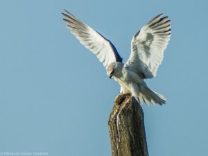 Black-winged kite and prey