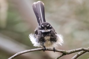 Grey Fantail